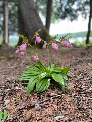 lady slipper flowers in the wild