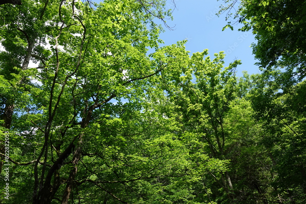 trees in the forest trees in the forest