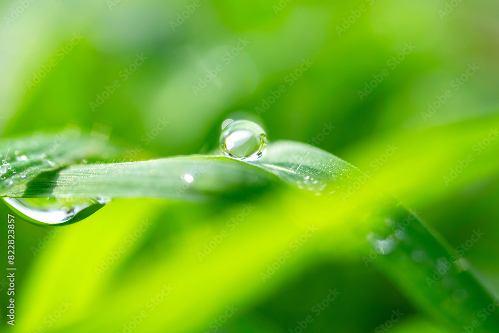 Macro Photo water drops on the green grass.Drops of dew in the morning glow in the sun. Beautiful leaf texture in nature. Fresh Natural background.Macro Macro Photo water drops on the green grass.Drops of dew in the morning glow in the sun. Beautiful leaf texture in nature. Fresh Natural background.Macro