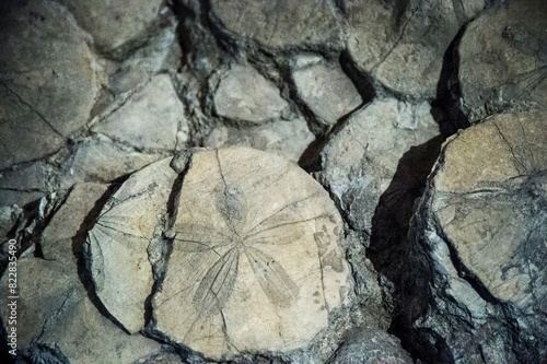 Fossil echinoderms. Geosite area of Duidduru, Sardinia, Italy photo