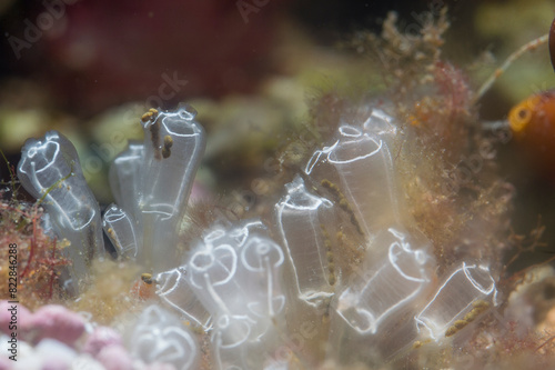 colony of Lightbulb sea squirt (Clavelina lepadiformis) Sardinia, Italy