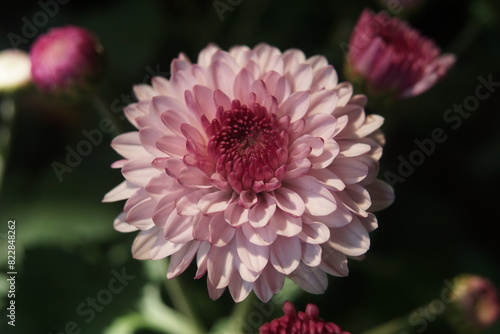 Closeup aster flowers with bokeh background
