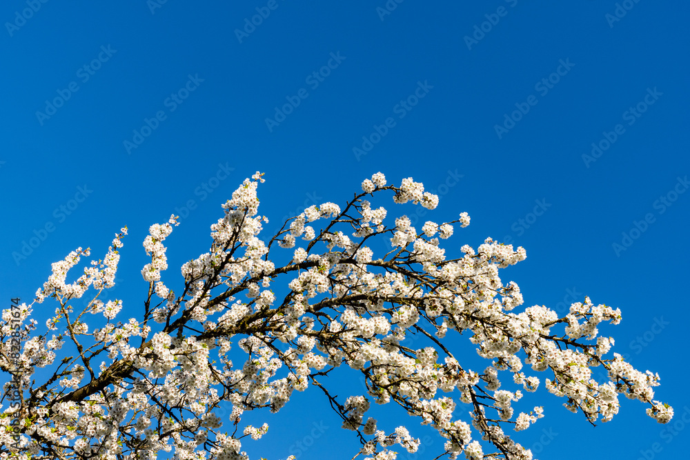 beautiful branches of cherry blossoms on the tree under blue sky Sakura flowers during spring season in the park beautiful branches of cherry blossoms on the tree under blue sky Sakura flowers during spring season in the park