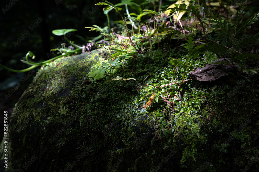 Close up of Caterpillar crawling on the rock cover by moss and fern, sunlight shines on it dramatically, in New Taipei City, Taiwan. Close up of Caterpillar crawling on the rock cover by moss and fern, sunlight shines on it dramatically, in New Taipei City, Taiwan.