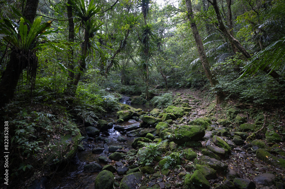 mountain trail hidden in the forest, little waterfall with fern and moss by the side, in New Taipei City, Taiwan.
