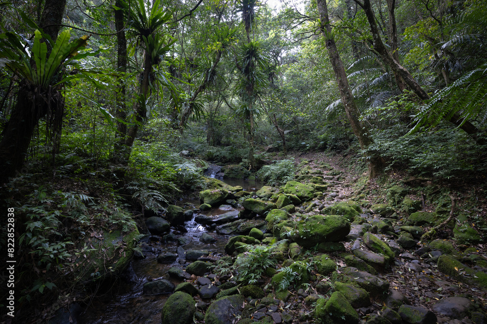 mountain trail hidden in the forest, little waterfall with fern and moss by the side, in New Taipei City, Taiwan. mountain trail hidden in the forest, little waterfall with fern and moss by the side, in New Taipei City, Taiwan.