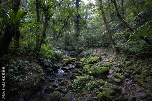 mountain trail hidden in the forest, little waterfall with fern and moss by the side, in New Taipei City, Taiwan.