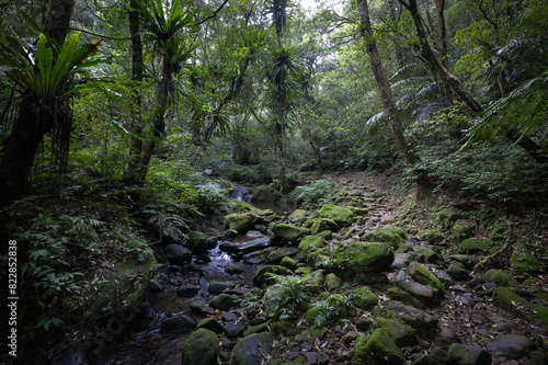 mountain trail hidden in the forest  little waterfall with fern and moss by the side  in New Taipei City  Taiwan.