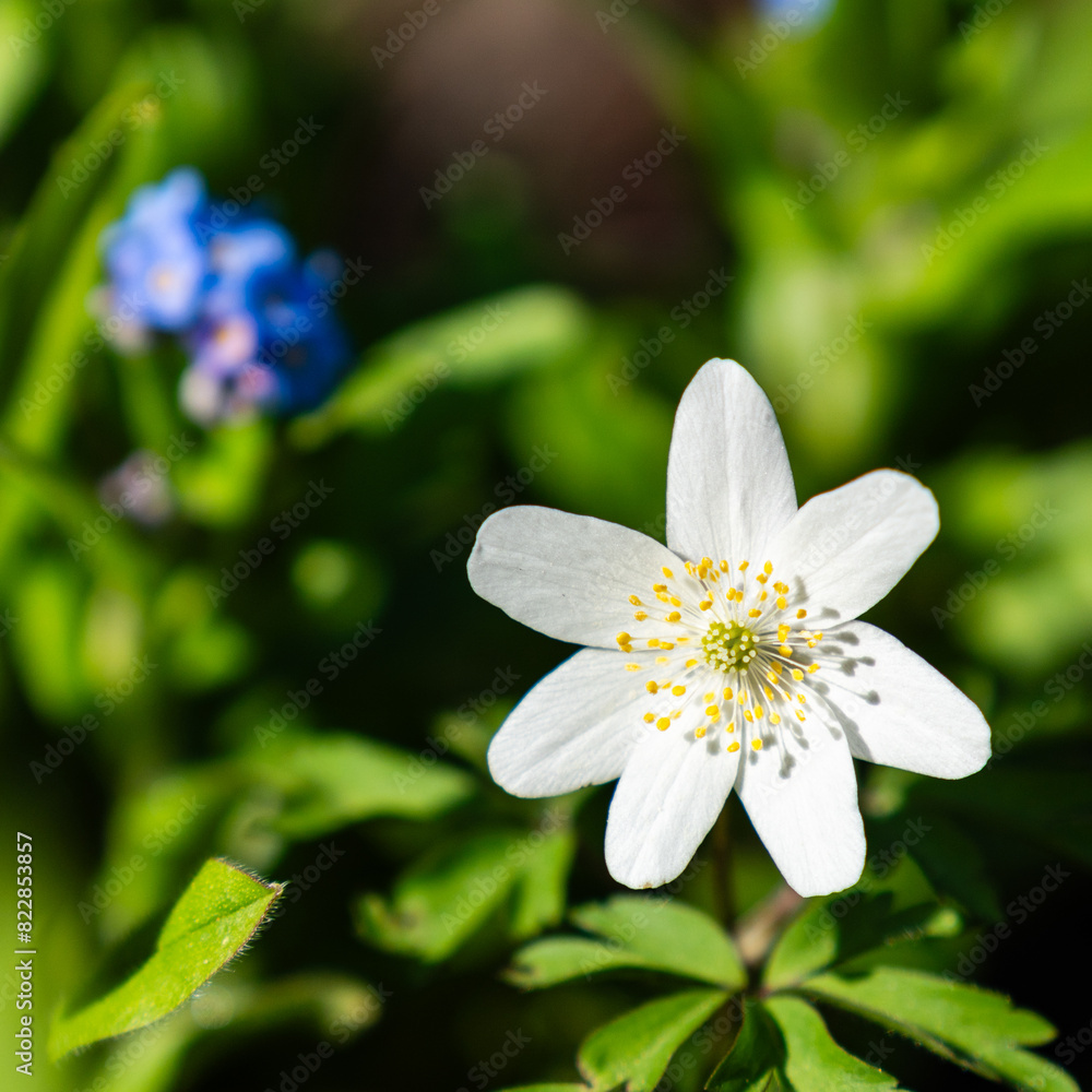 white jasmine flower with white petals on green blurred background white jasmine flower with white petals on green blurred background