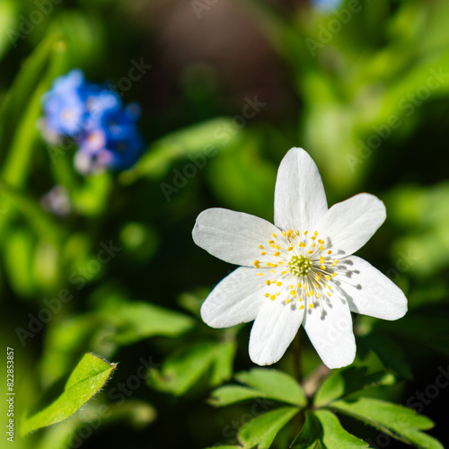 white jasmine flower with white petals on green blurred background