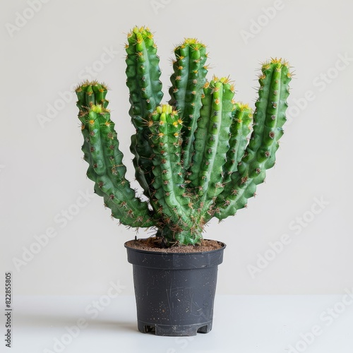 a cactus plant in a black pot on a white table photo