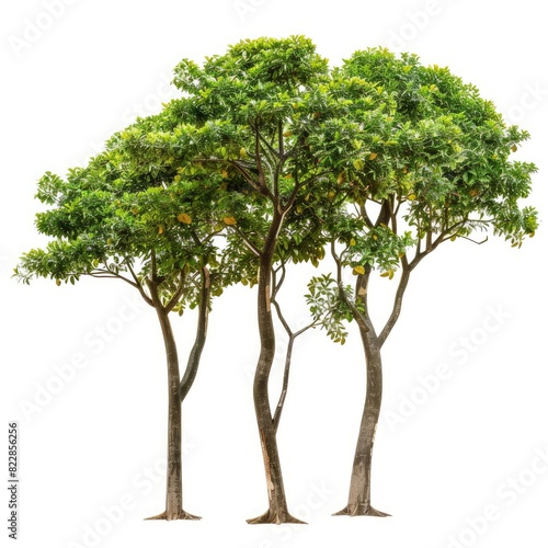 Cutout jungle green trees isolated on white background  