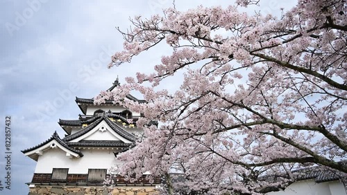 桜咲く春の彦根城 （滋賀県彦根市, 2024年4月） photo