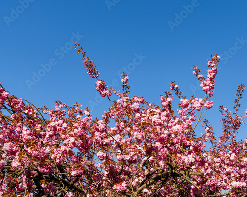 Cherry blossoms part of a tree in full bloom Japanese spring scene with blue sky