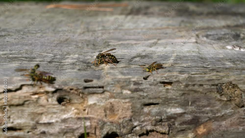 closeup of fighting wasps on a wood block closeup of fighting wasps on a wood block