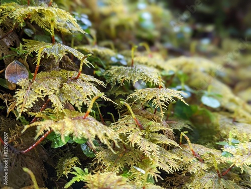 small bracken in wet froest photo