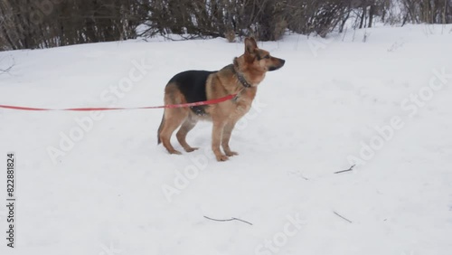 Dog owner petting sheepdog on a leash in winter snowy forest during walk. Dog barking white person leaving. Outdoors activity, walking breathing fresh air, education and training of domestic pet. 