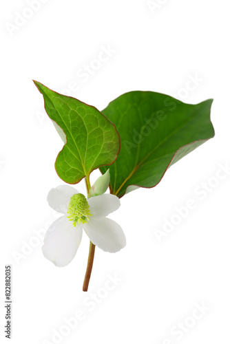 flowers of houttuynia on a white background