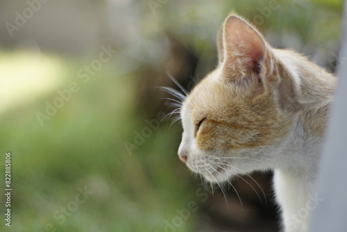 close-up photo of an orange cat