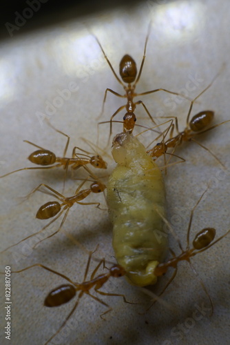 photo of a group of ants finding food