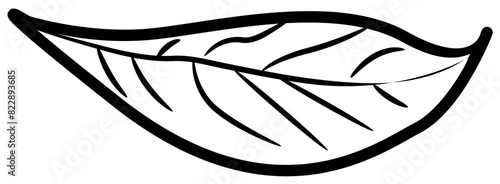 tropical botanical leaves