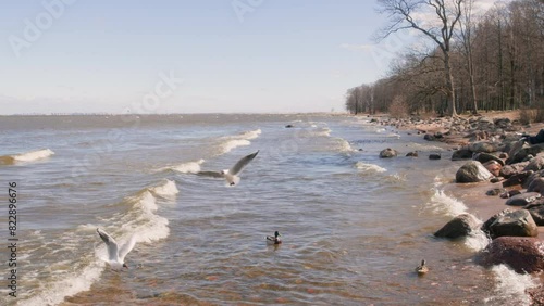 Wild seagulls ducks flying over lake with big waves in windy spring weather. Nature background of sea sandy beach with huge stones and forest. Waterfowl birds wildlife, bird-watching, ornithology.