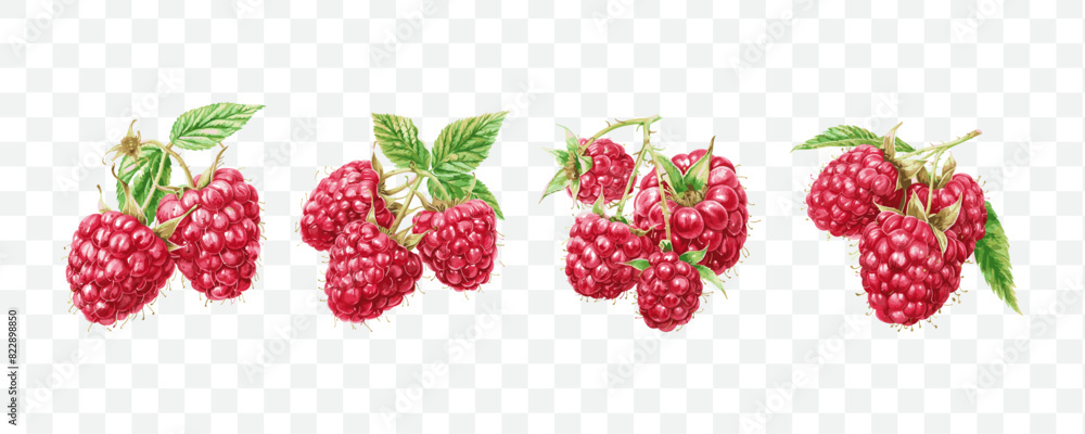 Raspberry fruit watercolor isolated transparent Raspberry fruit watercolor isolated transparent