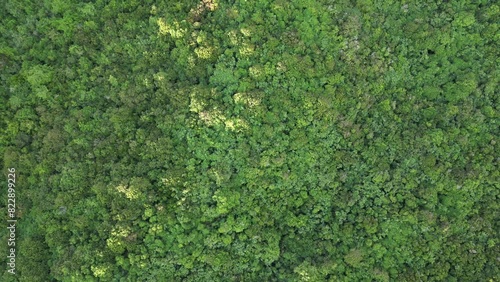 flying over jungle rainforest in puerto rico (las cabezas de san juan) green dense trees forest with sunset sun beams (nature landscape aerial drone footage looking down bird's eye view) photo
