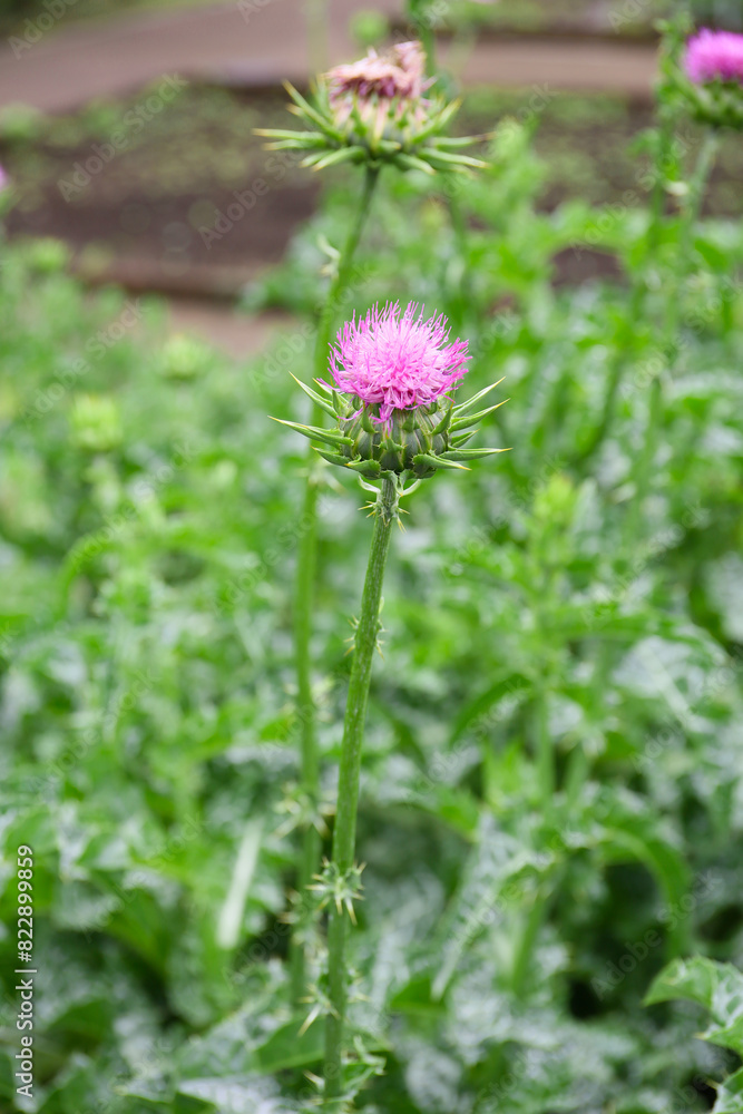 botanical background of milk thistle in bloom