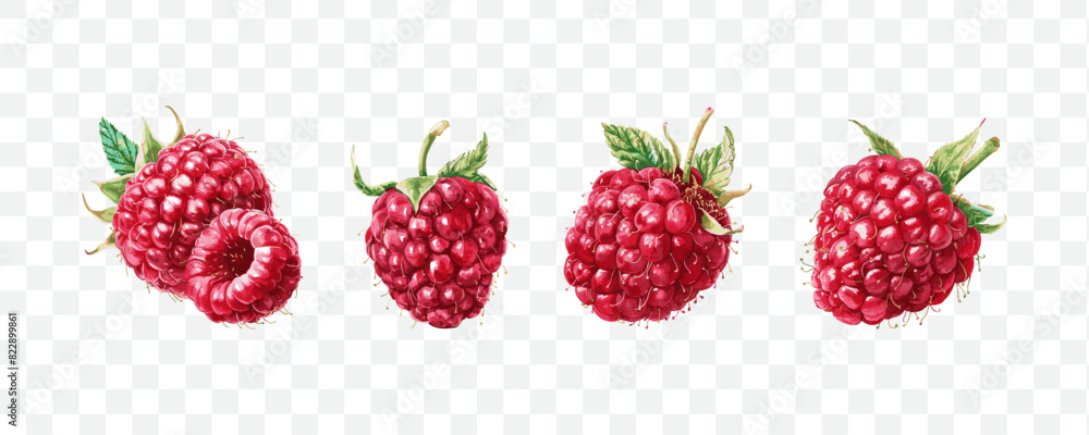 Raspberry fruit watercolor isolated transparent Raspberry fruit watercolor isolated transparent