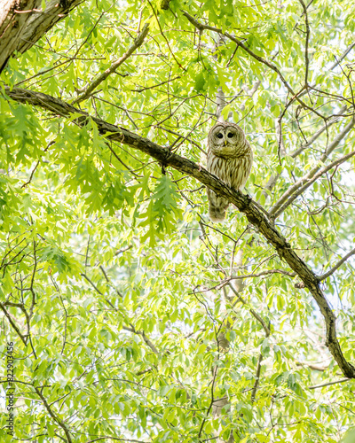 Closeup portrait of a barred owl sitting on a tree branch in spring time
