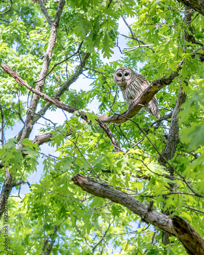 Closeup portrait of a barred owl sitting on a tree branch in spring time