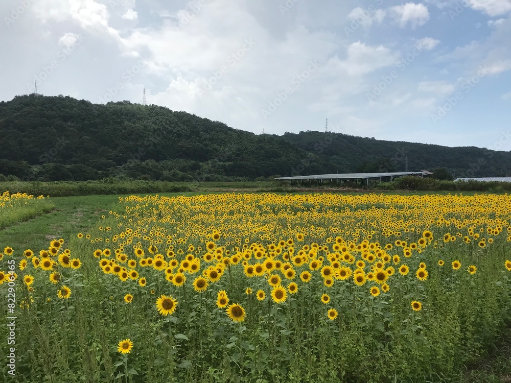 Fototapeta premium 鳥取 夏休みのひまわり畑の絶景