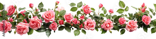 pink rose bush, on a transparent background