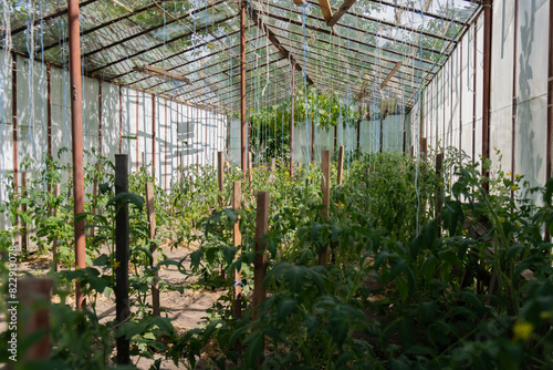 Glass Hothouse with green bush of raw grown tomatoes farming. Cherry tomatoes ripening on hanging stalk in greenhouse. Eco friendly vegan food produce