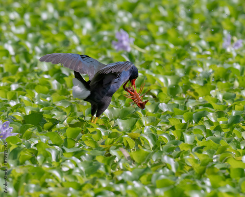 The purple gallinule catches up ta craw fish, Texas, USA