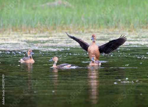 The fulvous whistling duck (Dendrocygna bicolor), Laffite's Cove Nature Preserve, Texas, USA photo