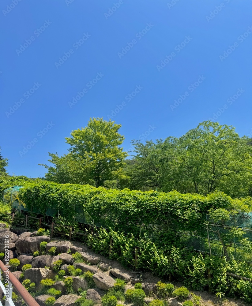 Fototapeta premium 돌담길 위 나무