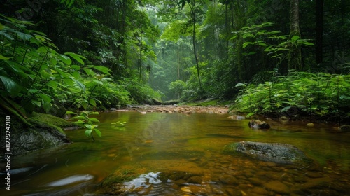 A simple stream in a lush forest, with clear water and vibrant green foliage creating a beautiful and tranquil natural setting.