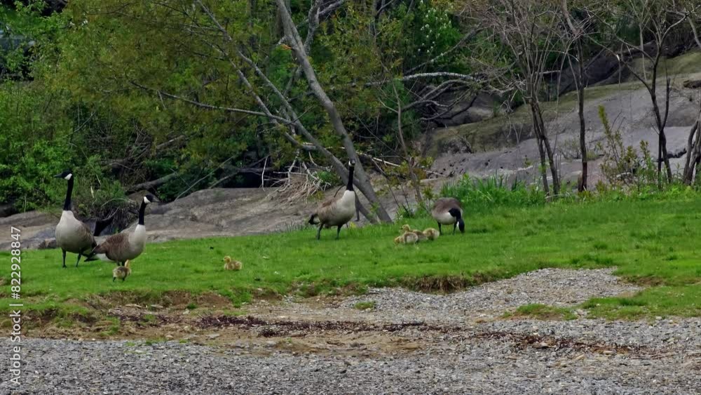 Geese with their babies in Camden Maine