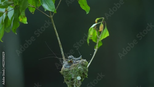 the Black-naped monarch chicks were in the nest in the tree when thir father came to give them food photo