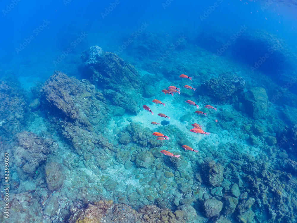 Naklejka premium 美しいホウライヒメジ(ヒメジ科)の他群れ。日本国静岡県伊豆半島賀茂郡南伊豆町中木から渡し船で渡るヒリゾ浜にて。 2022年夏水中撮影。A school of the Beautiful Whitesaddle goatfish and others.Hirizohama beach, by ferry from Nakagi, Minami-Izu-cho, Izu Peninsu