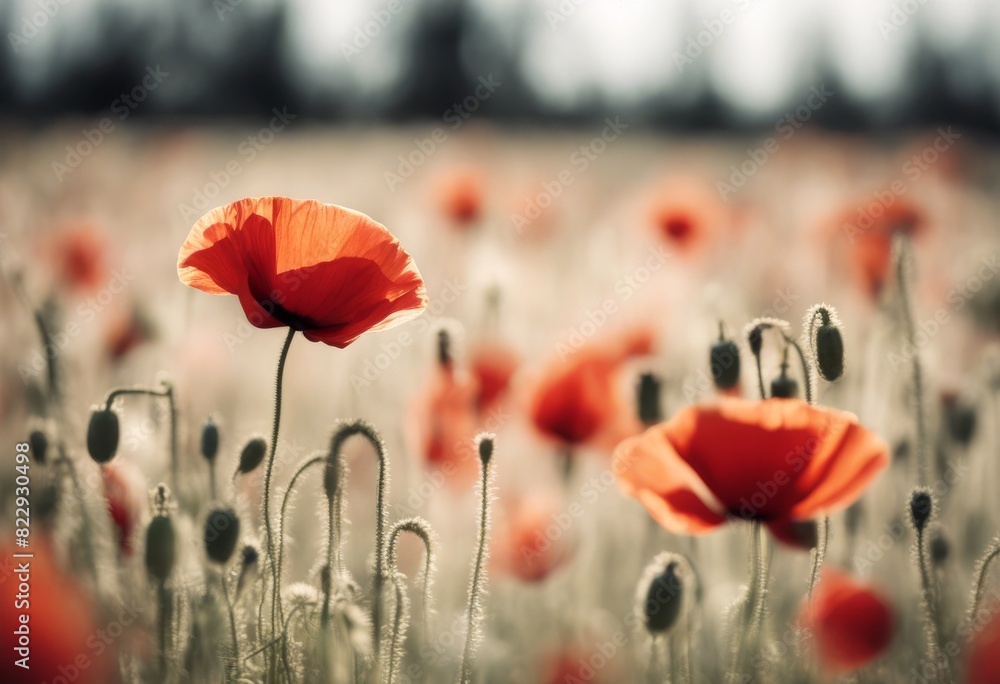 Obraz premium ai olated generative flower day remembrance flower remembrance white poppy appeal poppy background poppy decorative