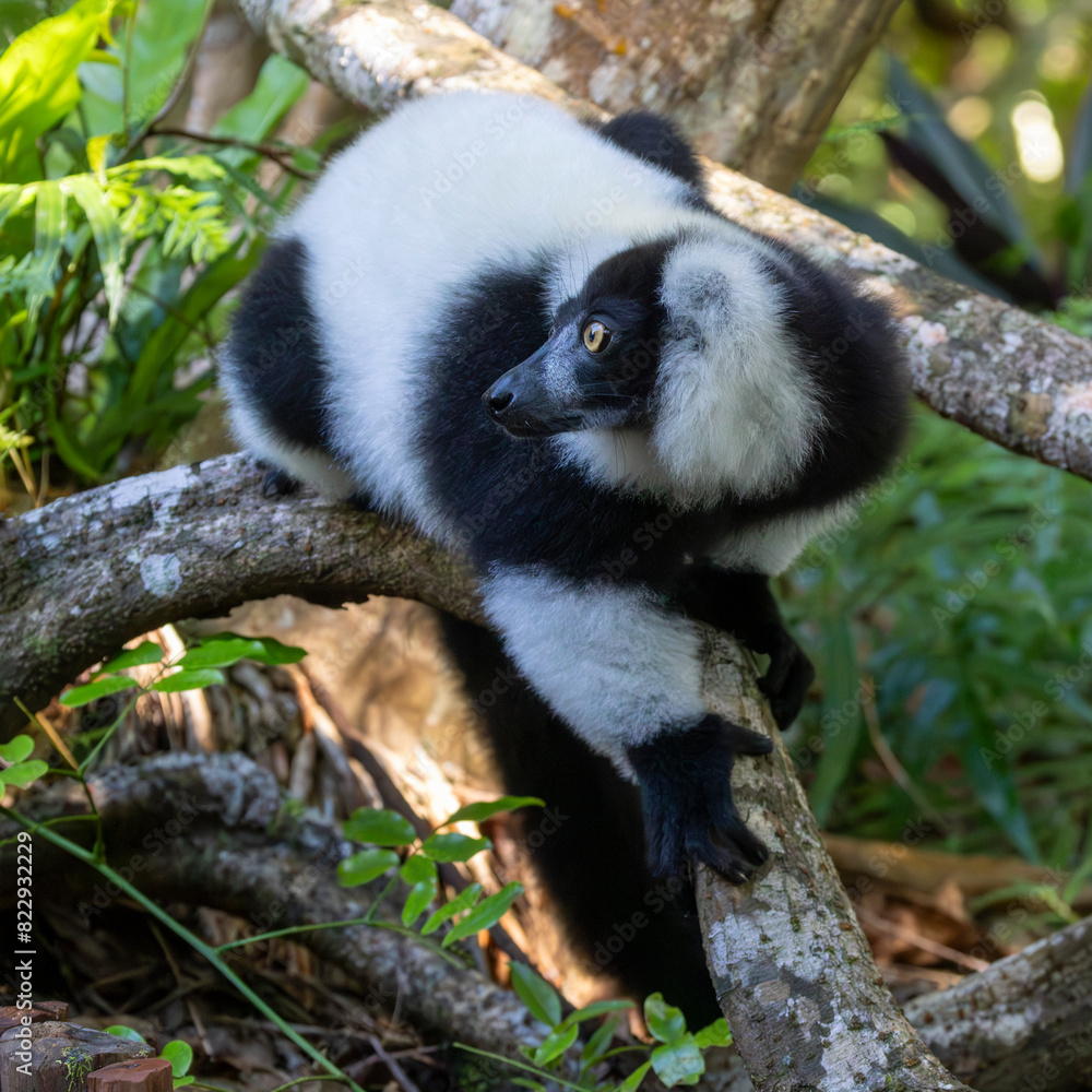 Obraz premium Ein Schwarzweißer Vari liegt auf einem Stamm in der Seitenansicht