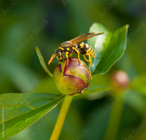 A yellow and black wasp sitting neatly on a green blooming peony flower. Soft blurred background of greenery.