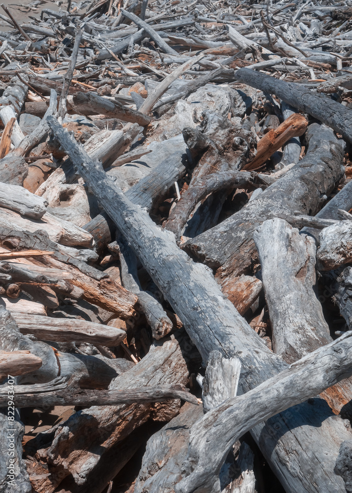 Dead trees and driftwood along the Oregon coast Dead trees and driftwood along the Oregon coast