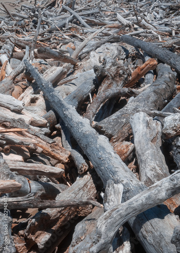 Dead trees and driftwood along the Oregon coast