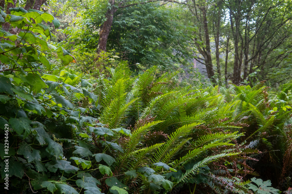 Fototapeta premium Scenic lush green rainforest in Oregon.
