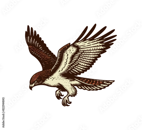 Red-tailed hawk hand drawn vintage vector illustration