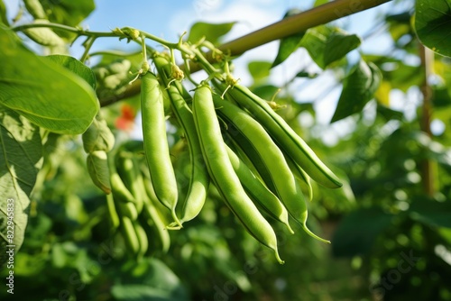 Lush green bean plants with mature pods ready for harvest against. © kardaska